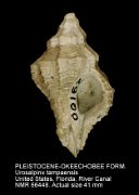 PLEISTOCENE-OKEECHOBEE FORMATION Urosalpinx tampaensis